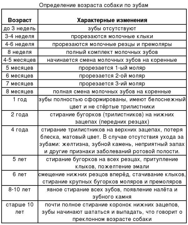 Молочные зубы у собак схема во сколько меняются