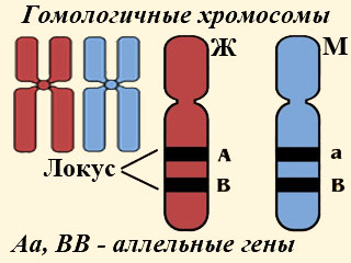 Парные гены гомологичных хромосом называется